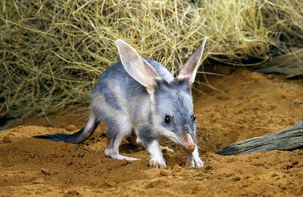 Image 1 for Did you know? It’s the Easter Bilby!