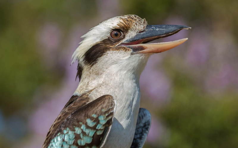 Image 1 for A Look Back: Why do Kookaburras laugh?