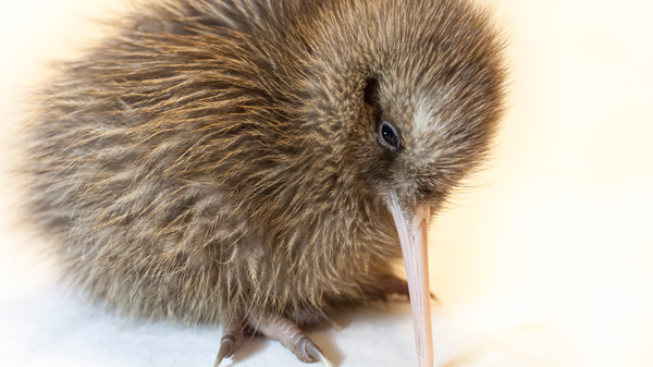 Image for West Coast Wildlife Centre